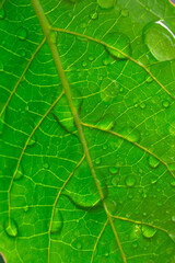 green leaf with water drops