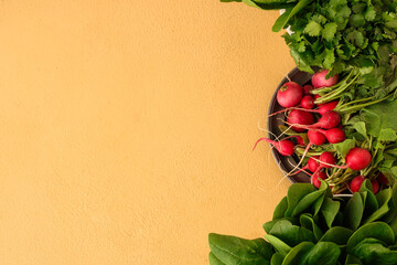 Composition with fresh radish and herbs on color background