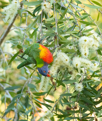 Rainbow lorikeet (Trichoglossus moluccanus) collecting eucalypts pollen