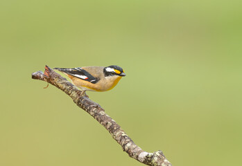 Striated Pardalote (Pardalotus striatus) perched with an isolated background