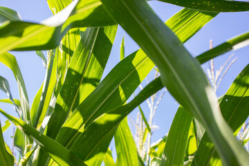 the beauty of the texture of corn leaves illuminated by the sun in the afternoon. fields in the...