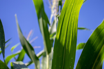 the beauty of the texture of corn leaves illuminated by the sun in the afternoon. fields in the hills planted with corn with the afternoon wind blowing.