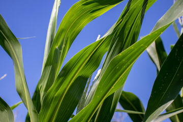 the beauty of the texture of corn leaves illuminated by the sun in the afternoon. fields in the hills planted with corn with the afternoon wind blowing.