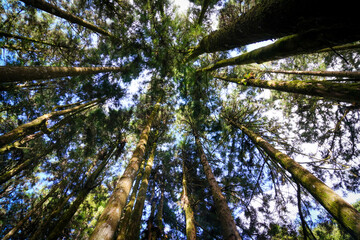 the atmosphere of the forest with dramatic tone