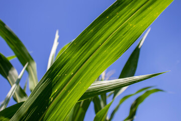 the beauty of the texture of corn leaves illuminated by the sun in the afternoon. fields in the hills planted with corn with the afternoon wind blowing.