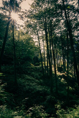 Obraz premium the atmosphere of the forest with dramatic tone