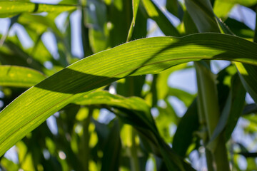 the beauty of the texture of corn leaves illuminated by the sun in the afternoon. fields in the hills planted with corn with the afternoon wind blowing.