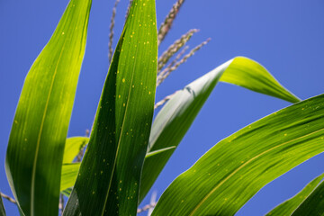 the beauty of the texture of corn leaves illuminated by the sun in the afternoon. fields in the hills planted with corn with the afternoon wind blowing.