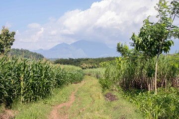 Fototapeta premium the beauty of the texture of corn leaves illuminated by the sun in the afternoon. fields in the hills planted with corn with the afternoon wind blowing.