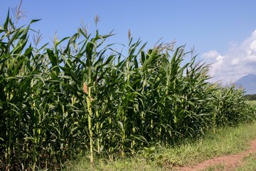 the beauty of the texture of corn leaves illuminated by the sun in the afternoon. fields in the hills planted with corn with the afternoon wind blowing.
