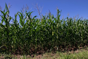the beauty of the texture of corn leaves illuminated by the sun in the afternoon. fields in the hills planted with corn with the afternoon wind blowing.