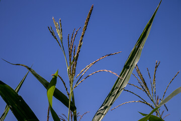 the beauty of the texture of corn leaves illuminated by the sun in the afternoon. fields in the hills planted with corn with the afternoon wind blowing.