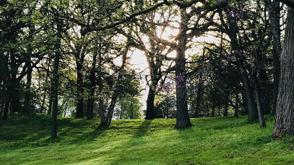Wisconsin Golf Course on cloudy Morning