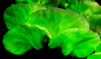 The Ghost Mushroom (Omphalotus nidiformis)  glows green in the dark