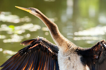 The Australasian darter or Australian darter is a species of bird in the darter family, Anhingidae. It is found in Australia, Indonesia, and Papua New Guinea. The scientific name for the bird is Anhin