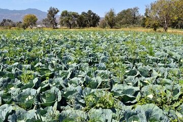 Fototapeta premium A field of green cabbage is growing in the sun. The plants are tall and leafy, and the sky is clear and blue, trees and mountains