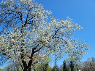 blooming tree