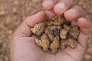 Red gravel. small red pebbles. Can be used for natural aquariums with red brown color. contained in and plains of red soil