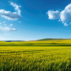 Fototapeta premium Golden Wheat Field Blue Sky ,generative ai