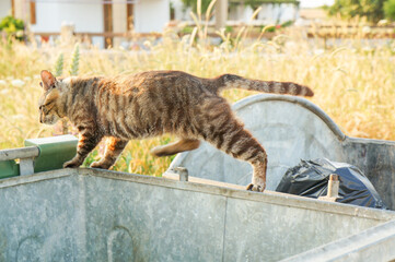 起用にゴミ箱の縁を素早く歩く猫