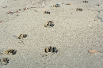 砂浜にできた動物の足跡が続く様子