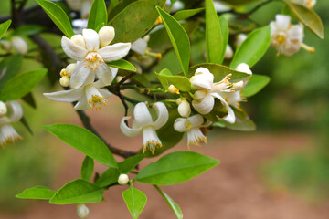 Blossoming orange tree, Valencia orange and orange blossoms, Spring harvest, closeup of Orange tree branches with flowers, buds and leaves, Chakwal, Punjab, Pakistan