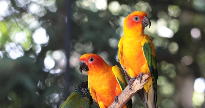 sun conure parrot