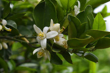 Obraz premium Blossoming orange tree, Valencia orange and orange blossoms, Spring harvest, closeup of Orange tree branches with flowers, buds and leaves, Chakwal, Punjab, Pakistan