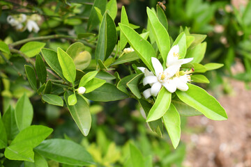 Blossoming orange tree, Valencia orange and orange blossoms, Spring harvest, closeup of Orange tree branches with flowers, buds and leaves, Chakwal, Punjab, Pakistan