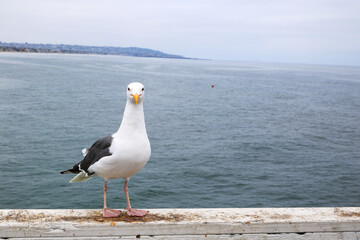 California white and gray sea gull curious of a photo camera noisy clicks on top of wooden pier bar above ocean, San Diego