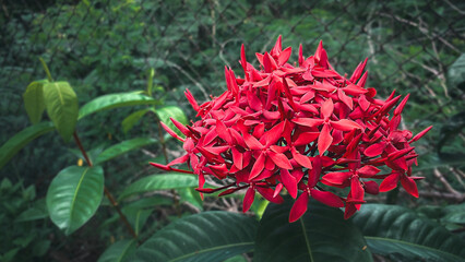 A bouquet of bright red flower spikes. This flower rose alone among the dark green leaves.red...