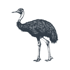 Ostrich woodcut drawing vector