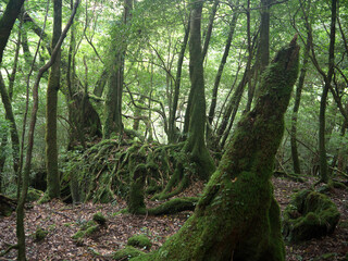Giant old Yakusugi cedar tree on the hillside with moss covered stones in mystical green Yakushima forest