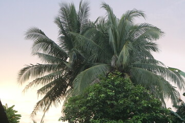 Fototapeta na wymiar Coconut trees, beautiful tropical background, sky with sunset