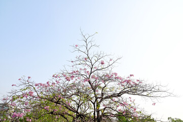 Queen's Flower, Queen's crape myrtle, Pride of India, Jarul, Pyinma or Inthanin Beautiful flowers of Thailand in the garden with blue sky background.