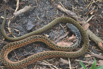 Colorful tree snake (Boiga Irregularis) ready to find prey to eat