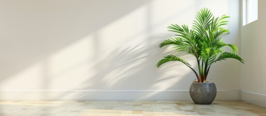 The indoor plant placed in the room.