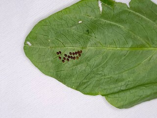  squash bugs crawl on a vibrant green leaf, the white background.