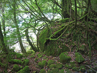 Hiking in Yakushima green mystical forest scenery with tree roots growing atop the big boulder covered with moss