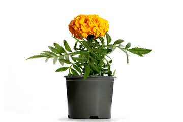 Tagetis erectaIncaII Gold in a pot on a white background