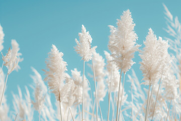 Ethereal white pampas grass swaying gently, standing tall against a clear turquoise sky, creating a...