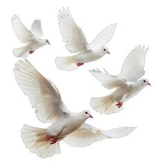 doves png isolated on transparent background