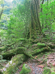 Yakushima mystical green forest scenery with big yakusugi cedar tree, roots and stones covered with moss
