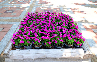 Closeup of Pink madagascar periwinkle flowers in black plastic pots are clustered inside a log...