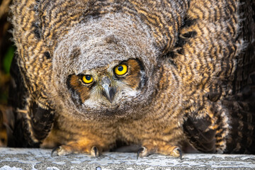 Young Great Horned Owl (Bubo virginianus)