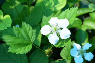Blackberry flowers in the garden, Beautiful in spring bloom garden. Blackberry bush with white flowers, Blossoming blackberry bush and bee, sunny spring day, Chakwal, Punjab, Pakistan