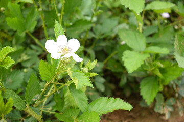 Blackberry flowers in the garden, Beautiful in spring bloom garden. Blackberry bush with white flowers, Blossoming blackberry bush and bee, sunny spring day, Chakwal, Punjab, Pakistan