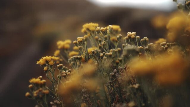 Yellow frowers in selective focus nature background shot