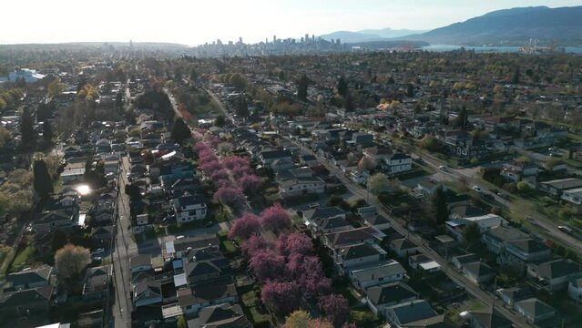 aerial shot over vancovuer city neighborhood with vancouver city in the background and cherry blossom in the foreground during spring on a sunny day, british columbia, canada