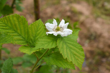 Blackberry flowers in the garden, Beautiful in spring bloom garden. Blackberry bush with white flowers, Blossoming blackberry bush and bee, sunny spring day, Chakwal, Punjab, Pakistan